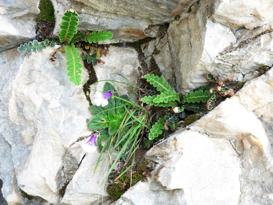 Nestos, Meer Und Berge - Griechenland Mal Anders Zarkadhiá Екстериор снимка